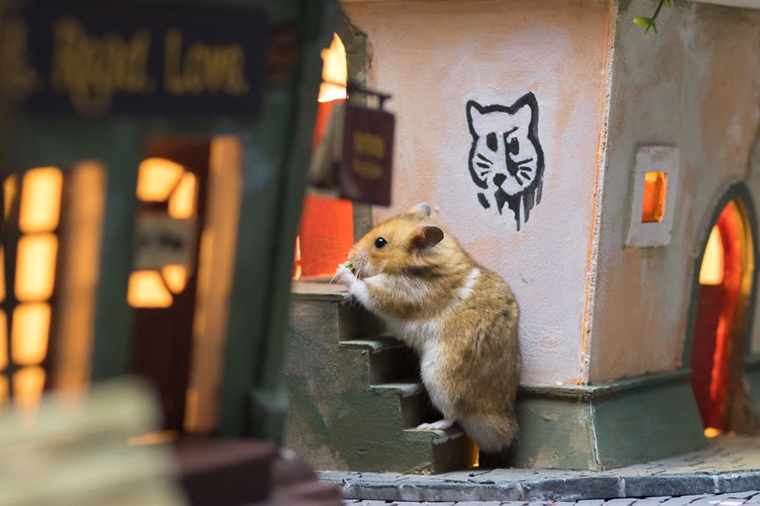 cidade em miniatura de hamster9